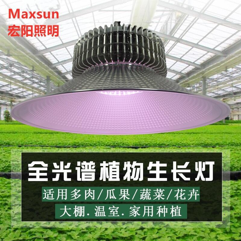 大棚草莓補光燈哪里買？大棚草莓補光燈生產廠家深圳宏陽照明