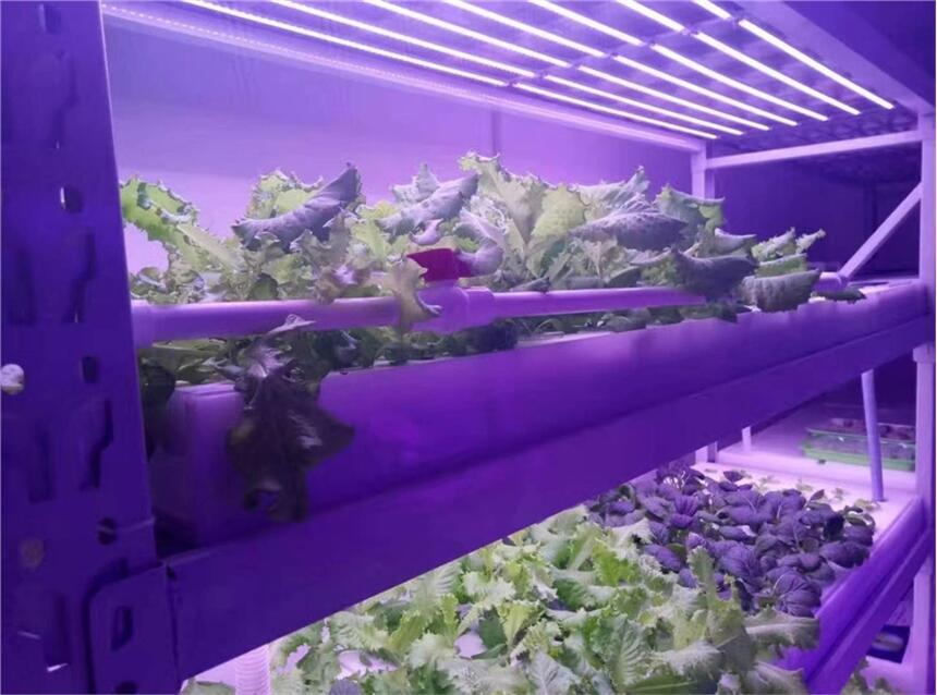 宏陽照明植物燈廠家定做全光譜植物生長(zhǎng)燈管 工業(yè)麻藥植物燈管 植物生長(zhǎng)補(bǔ)光燈管