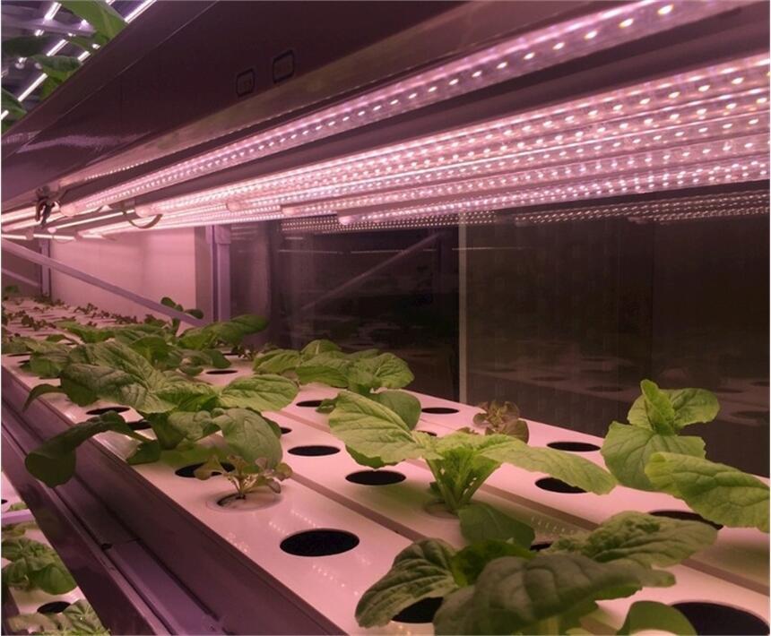 常州LED植物燈管哪家品牌好？深圳宏陽照明專業(yè)生產(chǎn)LED植物燈管 溫室LED植物燈管