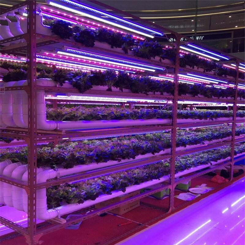 深圳植物生長燈廠家供應(yīng)T8防水植物燈管 大棚蔬菜種植基地植物燈