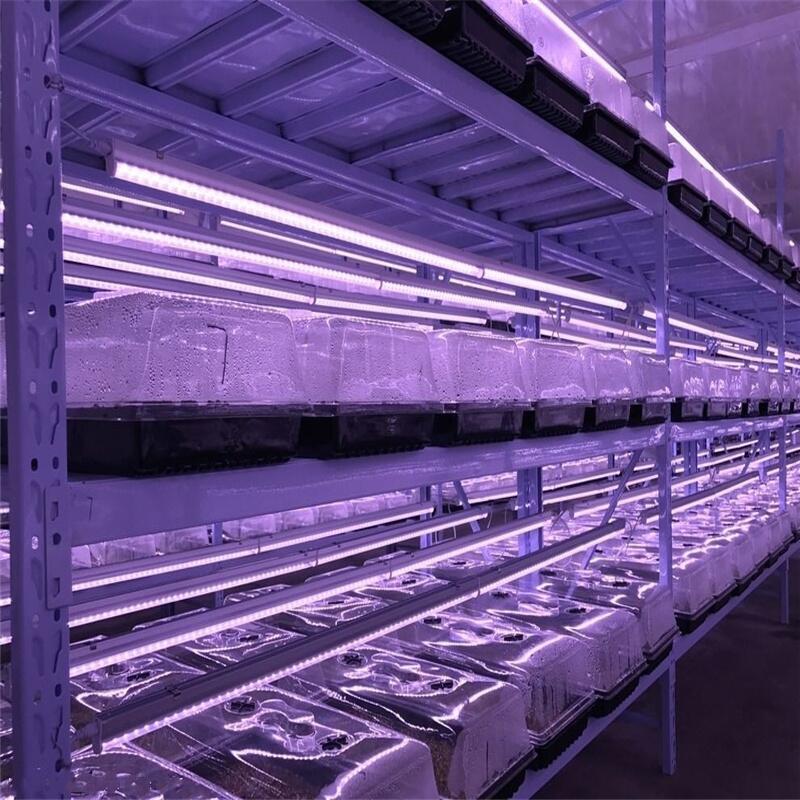 led植物燈廣泛用于那些領(lǐng)域？