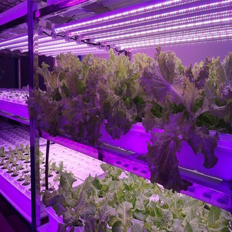 led植物燈發(fā)出的光對(duì)人體有害嗎？