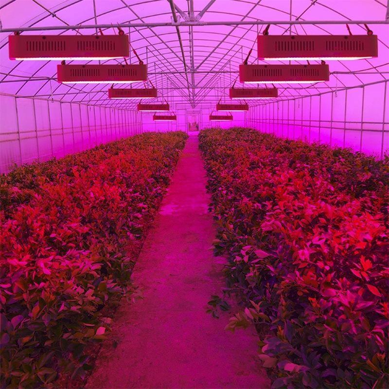 深圳植物燈管廠家宏陽照明供應(yīng)大棚植物補光燈多肉補光燈藍莓補光燈