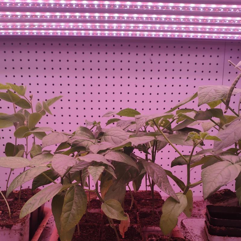 led植物燈管哪家好？
