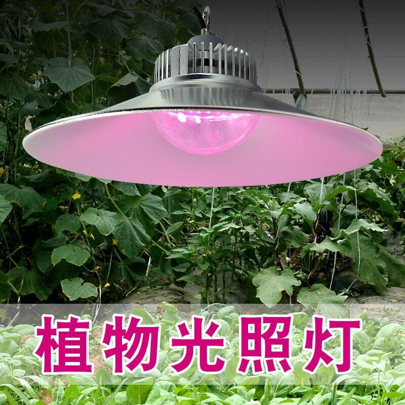 植物生長(zhǎng)燈廠家 藍(lán)莓補(bǔ)光燈 西紅柿補(bǔ)光燈 150W植物燈