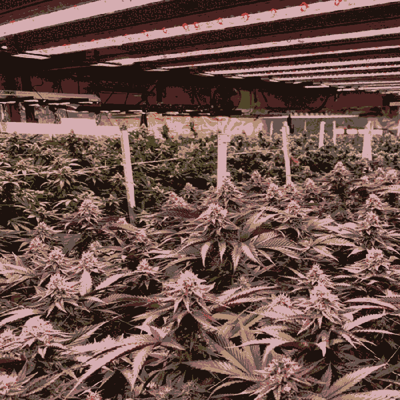 深圳八爪魚植物燈廠家_選深圳市宏陽照明_專注LED植物照明工程解決方案