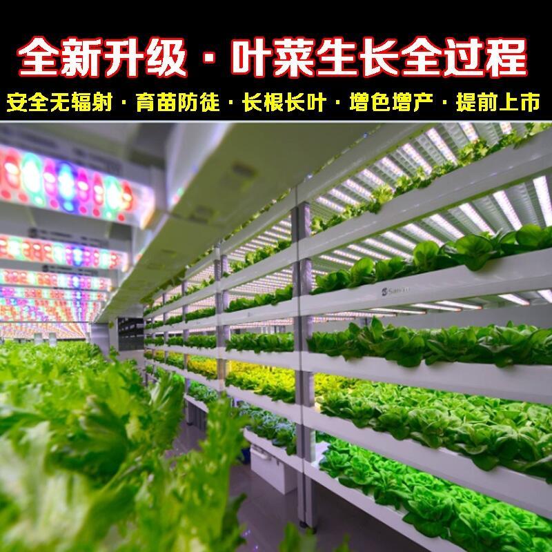 深圳蔬菜植物生長燈 溫室水培葉菜生長燈管 大棚蔬菜種植燈 植物生長燈管