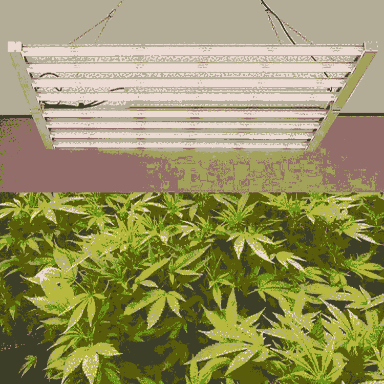 led植物照明工廠批發(fā)600W折疊款八爪魚植物燈 600W麻藥種植燈 八爪魚植物補(bǔ)光燈