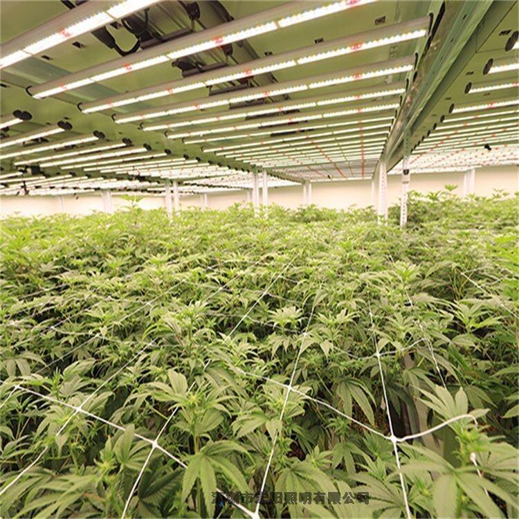 led植物燈廠家定做八爪魚植物燈 八爪魚植物補光燈 八爪魚植物生長燈