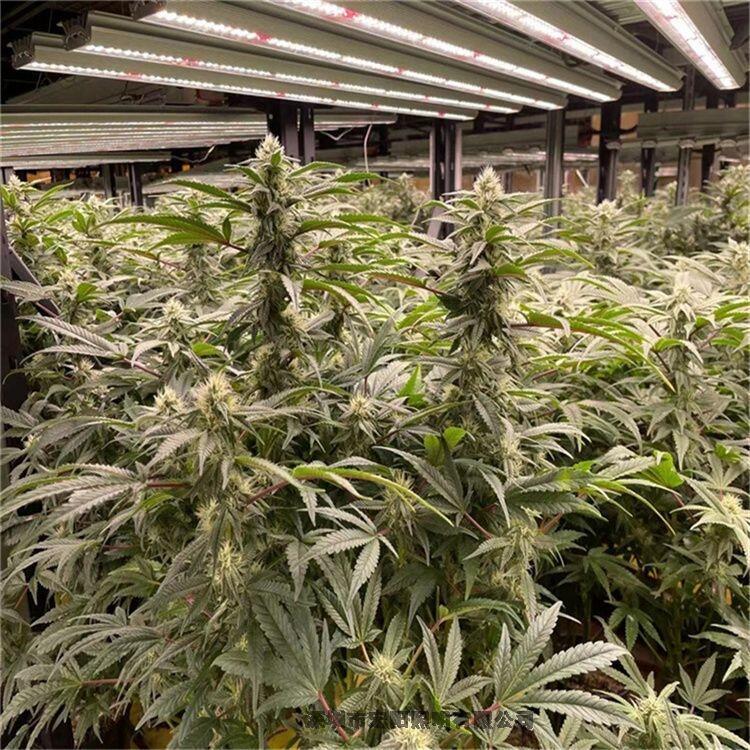 八爪魚植物燈哪個(gè)廠家做的好？宏陽照明專注生產(chǎn)led八爪魚植物燈