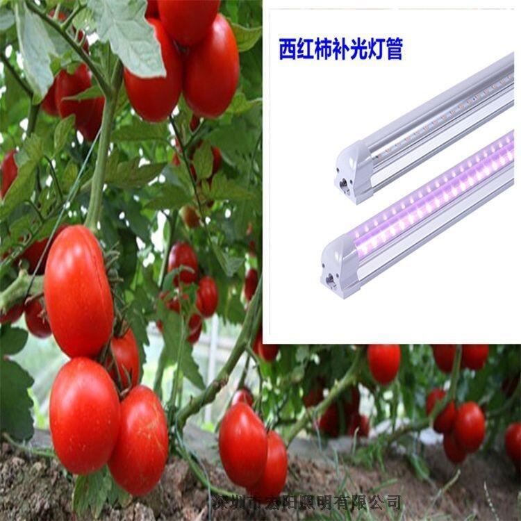 0.9米植物生長(zhǎng)燈管 大棚西紅柿生長(zhǎng)燈管 溫室西紅柿生長(zhǎng)燈管