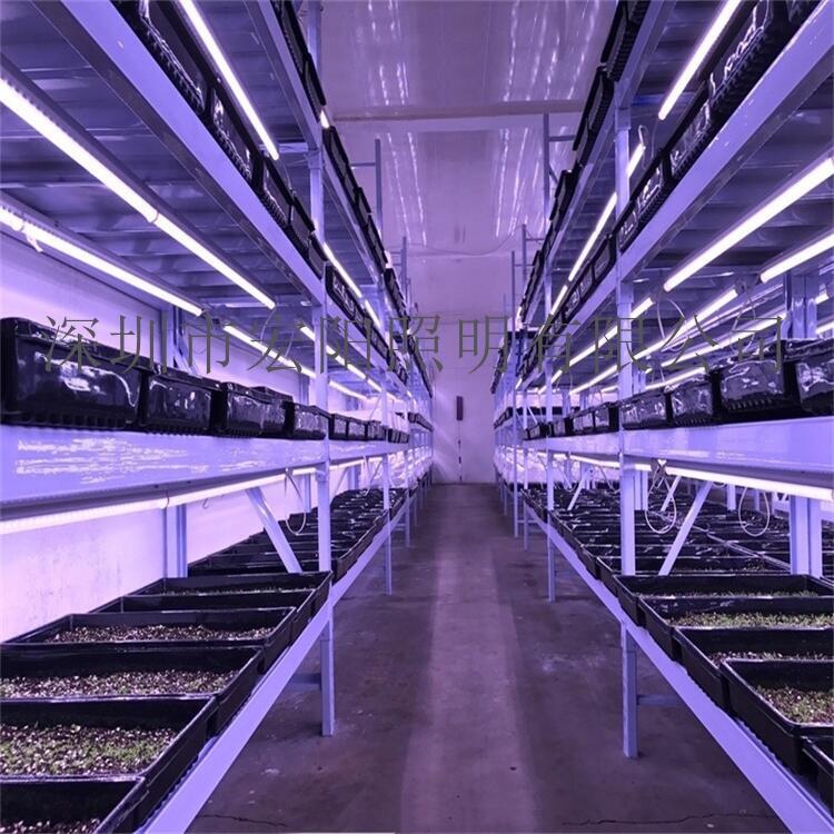 合肥采購(gòu)植物燈	合肥采購(gòu)LED植物燈	合肥植物燈采購(gòu)