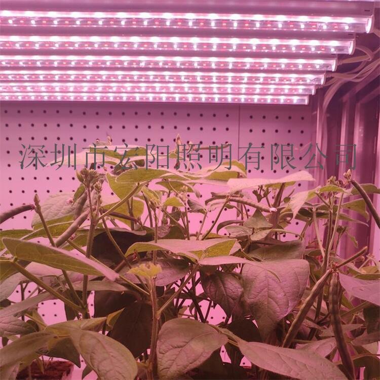 寧德植物生長(zhǎng)燈 三明植物燈批發(fā) 石獅哪里買(mǎi)植物燈