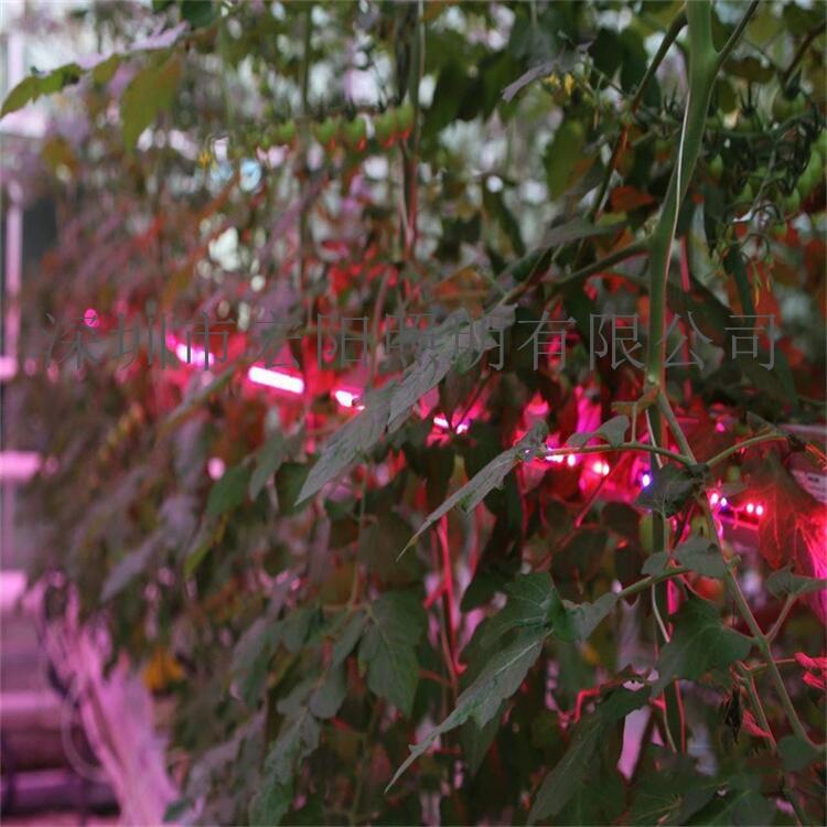 寶雞LED植物燈工廠	寶雞LED植物燈廠	寶雞LED植物燈廠家
