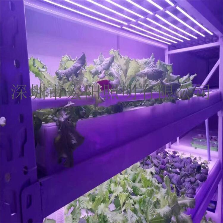 蚌埠采購(gòu)植物燈	蚌埠采購(gòu)LED植物燈	蚌埠植物燈采購(gòu)