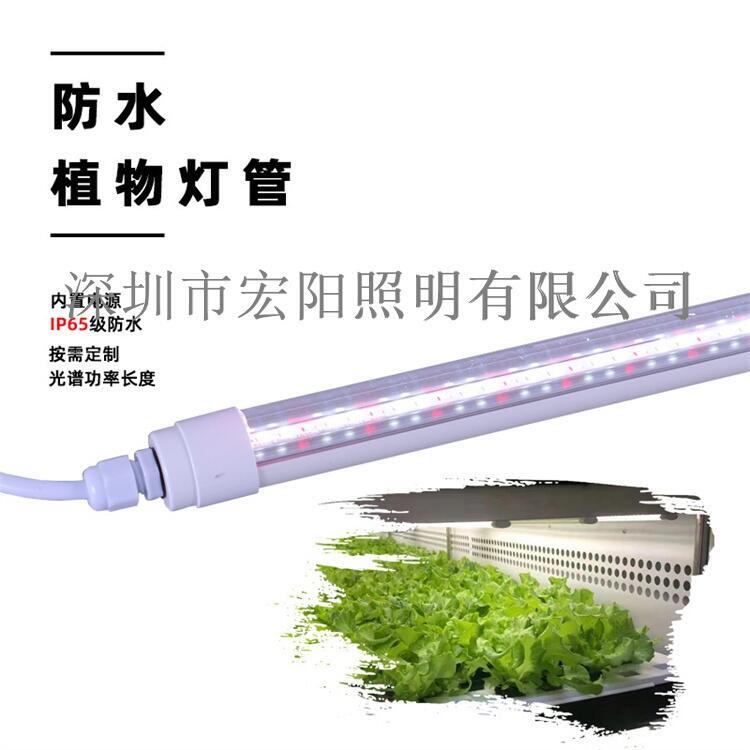 植物燈管廠家供應(yīng)t8植物生長燈管 T8不防水植物燈管 36W植物生長燈管