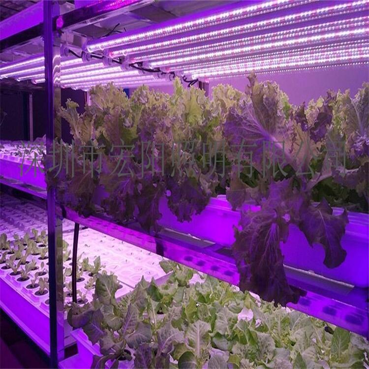 蕪湖植物生長燈管 蚌埠植物燈管 馬鞍山LED植物燈