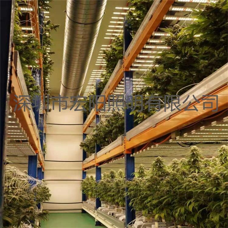 宏陽(yáng)照明生產(chǎn)出口加拿大溫室植物燈_800W植物燈_溫室植物生長(zhǎng)燈
