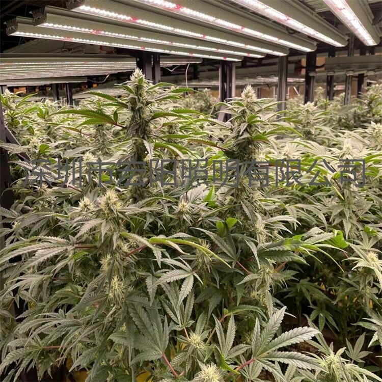深圳植物照明公司 800W麻藥生長燈 泰國植物補(bǔ)光燈