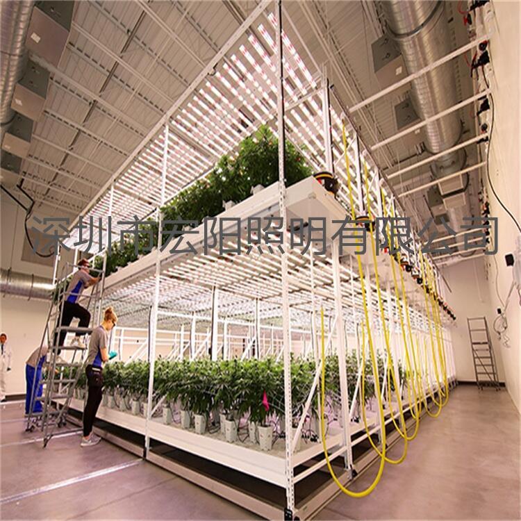 泰國麻藥補光燈 1000W麻藥種植燈 泰國led植物燈廠家