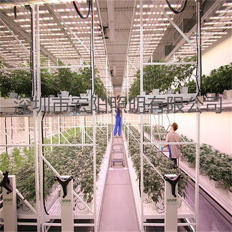 深圳植物照明公司 800W麻藥生長燈西班牙植物補(bǔ)光燈
