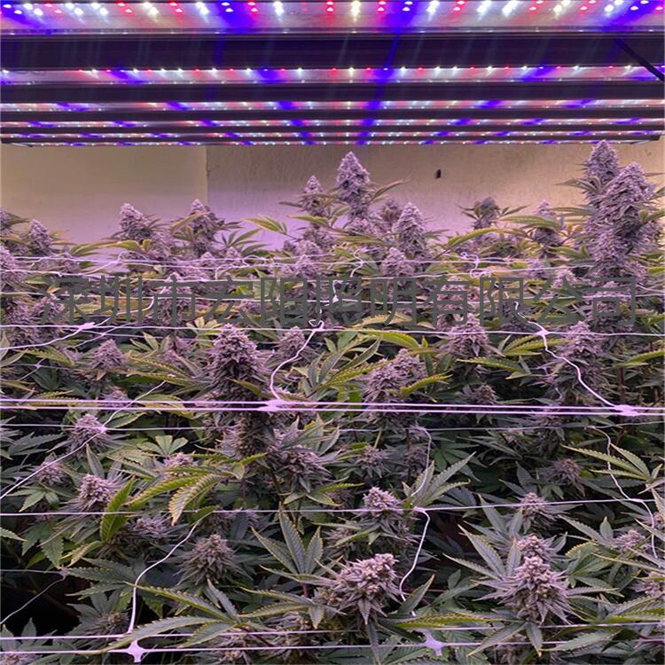 深圳植物照明公司 800W麻藥生長燈 瑞典植物補(bǔ)光燈