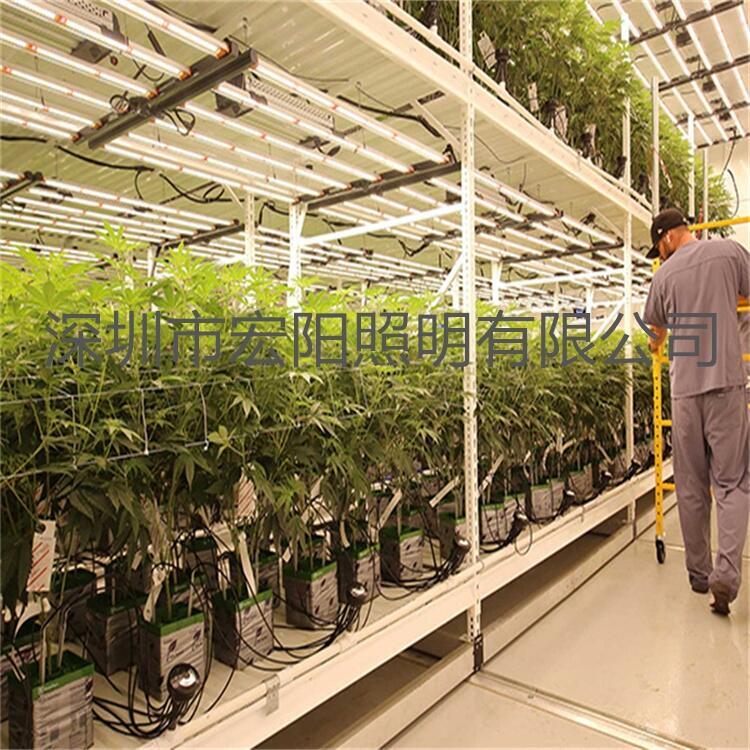 深圳植物照明公司 800W麻藥生長燈 英國植物補(bǔ)光燈
