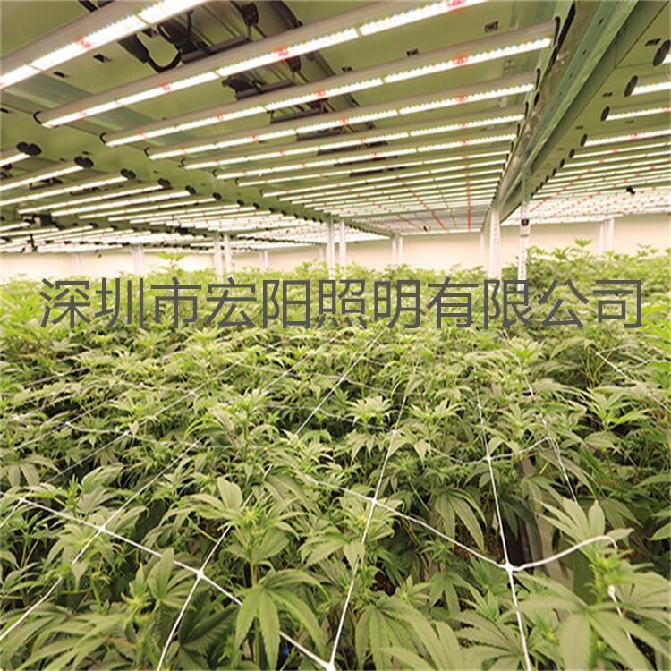 泰國植物照明公司 800W麻藥生長燈 廣州植物補(bǔ)光燈