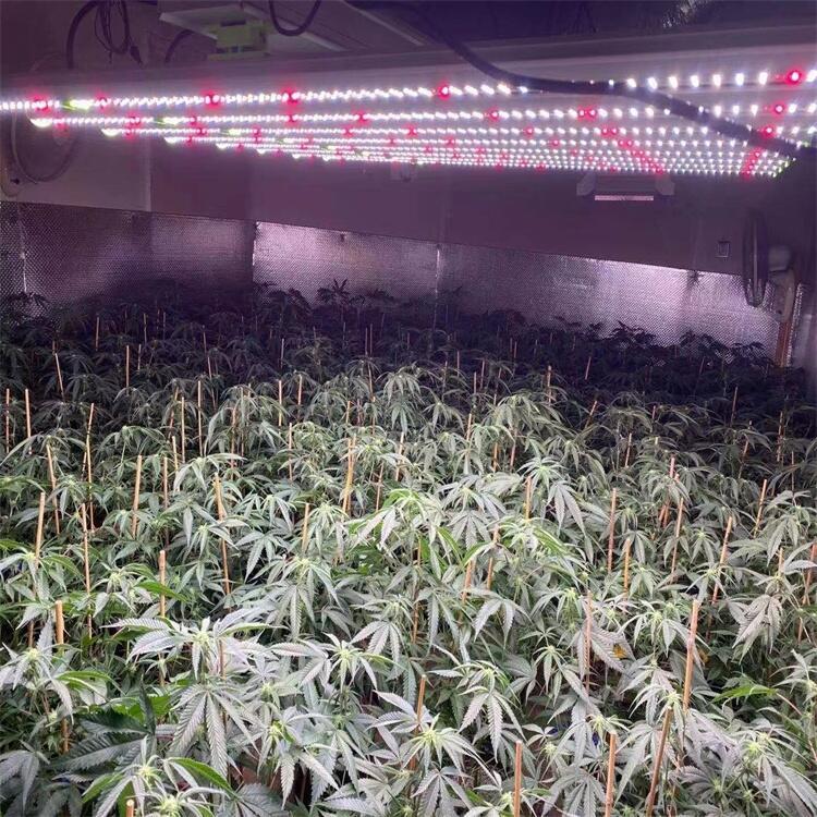 廣州植物照明燈 西紅柿植物生長(zhǎng)燈 藥材種植補(bǔ)光燈