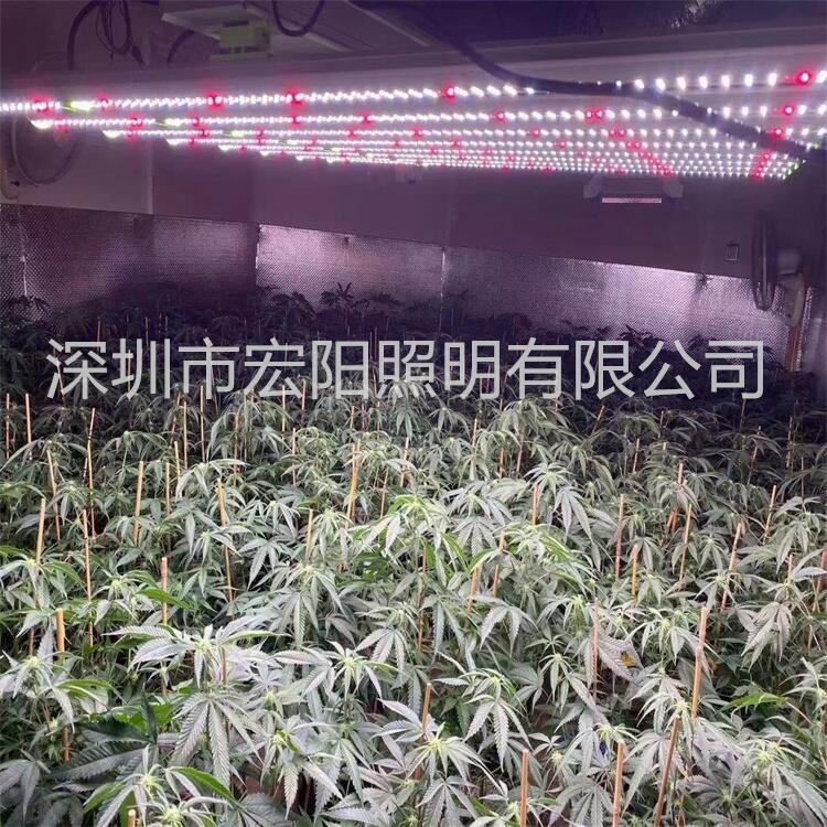 led植物補光燈 800W麻藥補光燈 led八爪魚植物燈