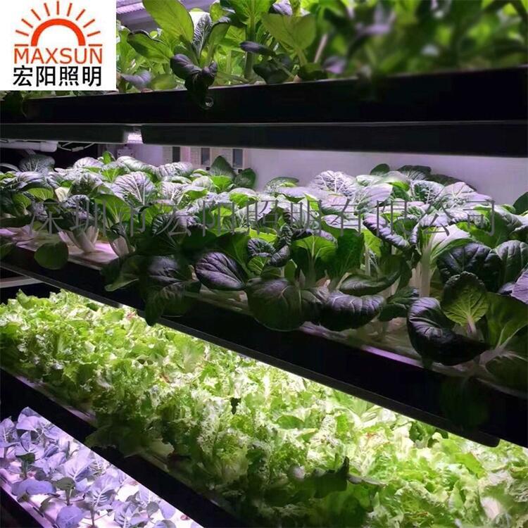仙桃LED植物燈生產(chǎn)廠	仙桃LED植物燈生產(chǎn)廠家	仙桃LED植物燈制造廠