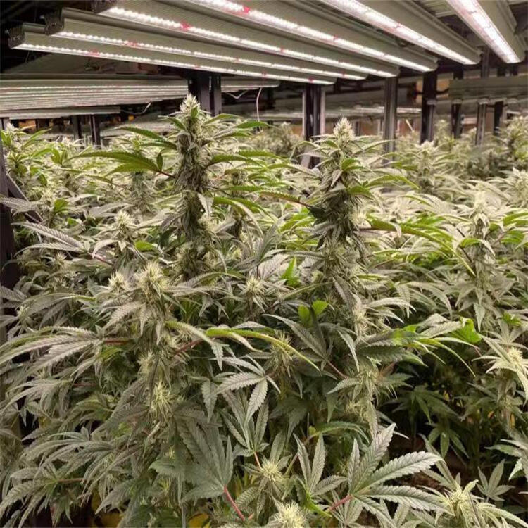 寶安植物照明公司	寶安LED植物照明燈	寶安八爪魚植物燈