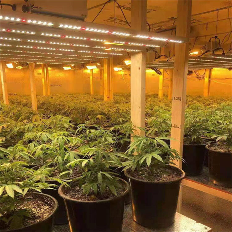 湛江植物照明公司	湛江LED植物照明燈	湛江八爪魚植物燈