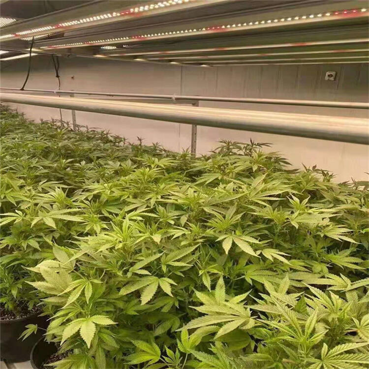 廣州植物照明公司	廣州LED植物照明燈	廣州八爪魚植物燈