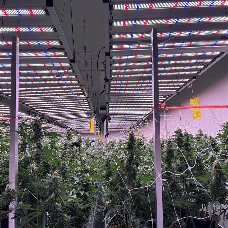 八爪魚植物燈廠家直銷美國大棚植物補(bǔ)光燈 雙清含稅到美國農(nóng)場(chǎng)植物燈