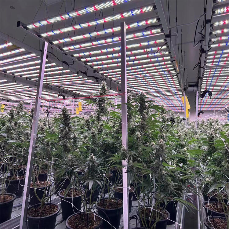八爪魚植物燈廠家直銷泰國大棚植物補(bǔ)光燈 雙清含稅到泰國農(nóng)場(chǎng)植物燈